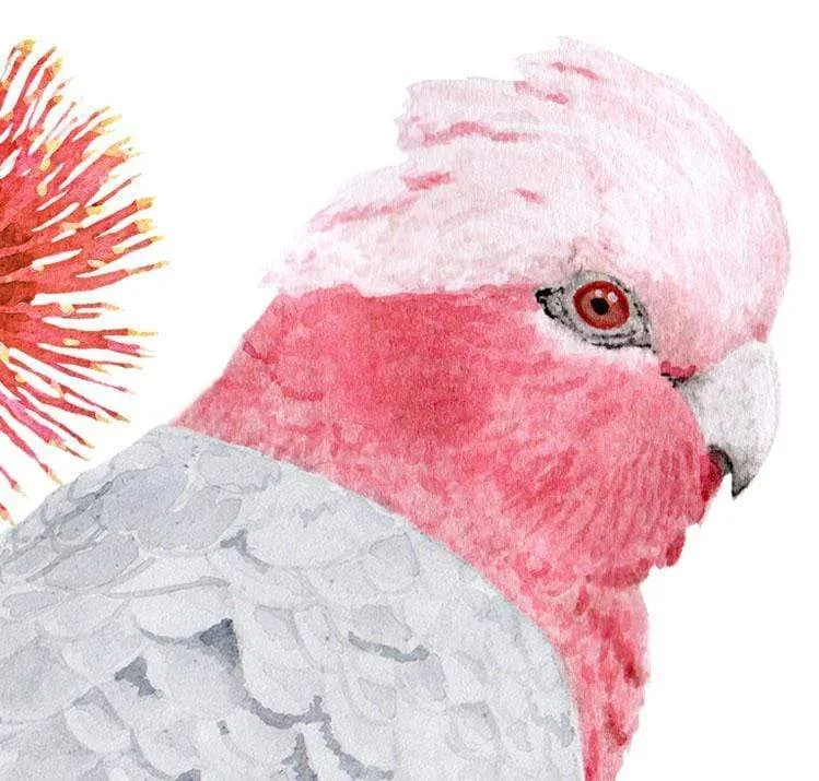 Galah Art Print Right