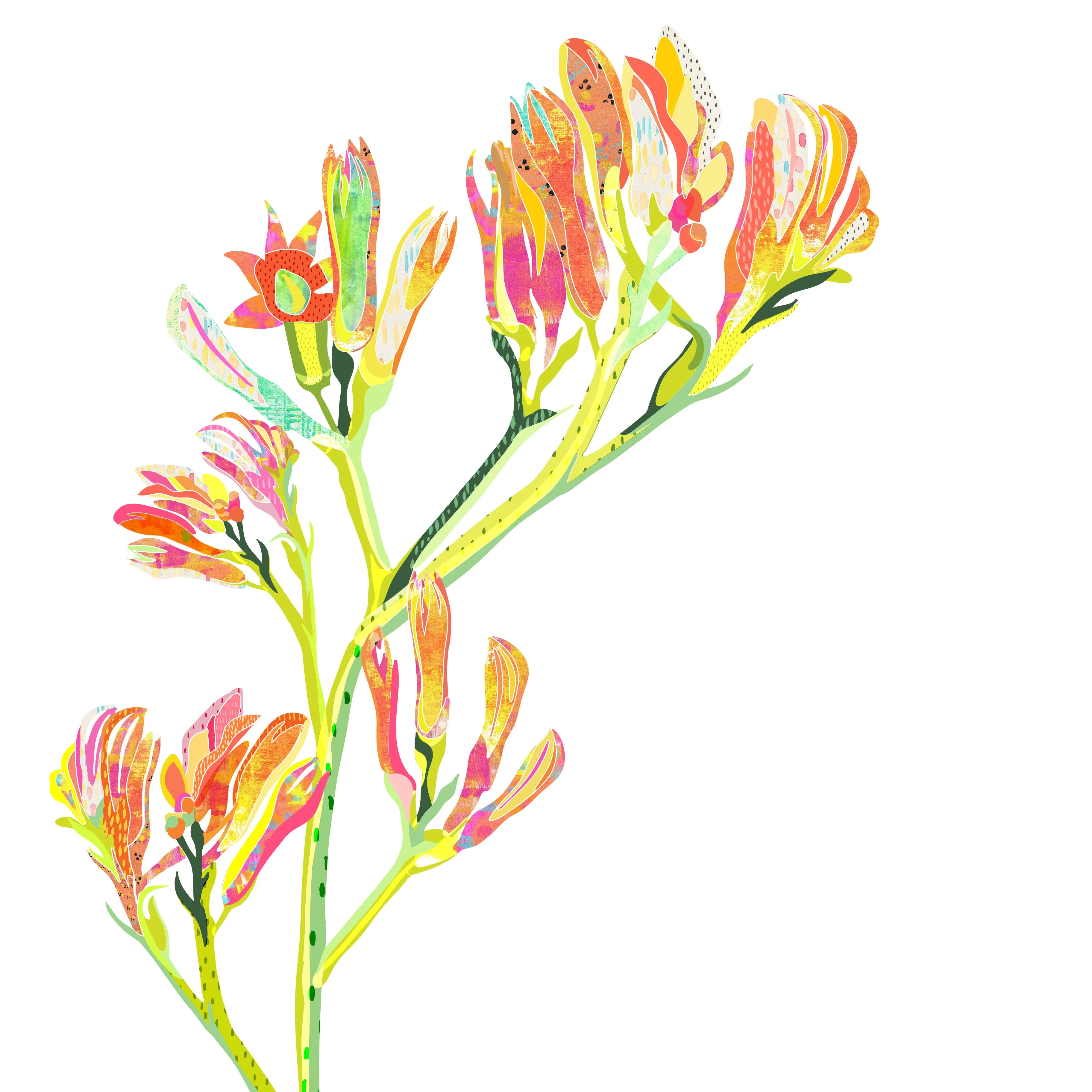 Kangaroo Paws Art Print