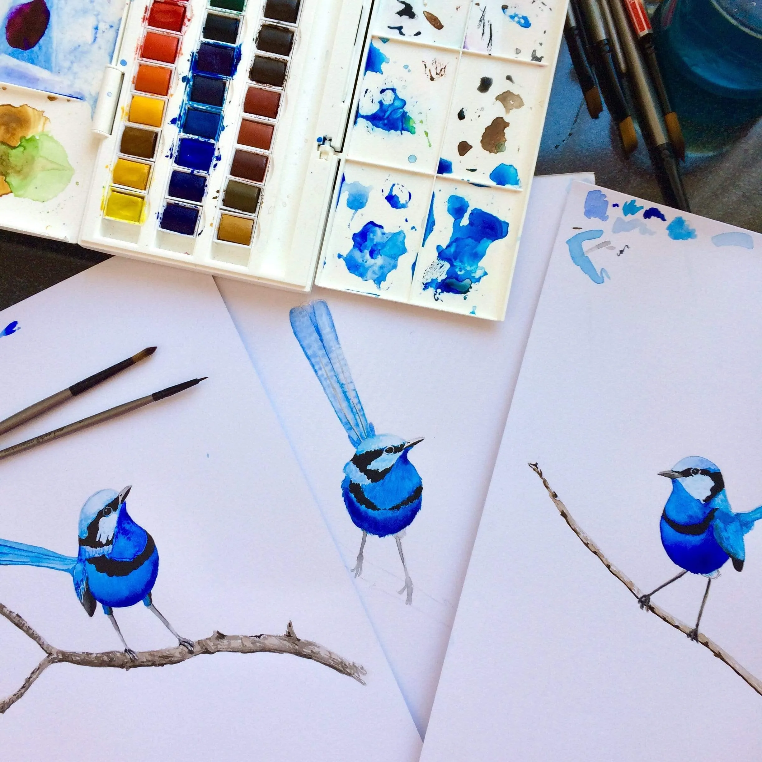 Splendid Blue Wren Print (Left)